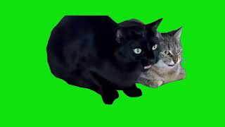 Beavis and Butthead Cats Meme Green Screen Chroma Key Template