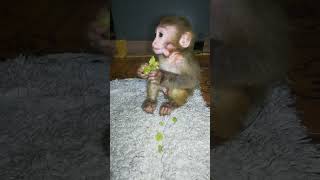 Laila Eating Grapes