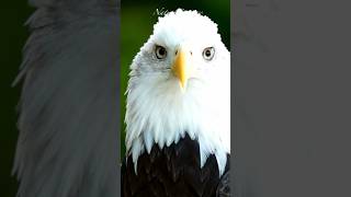 Bald eagle closeup #nature #shorts