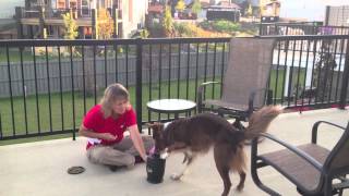 Shaping The Dog To Clean His Own Paws!