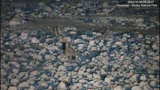 YouTube   Okaukuejo Resort, Wildlife Waterhole  Live camera @nwr-namibia