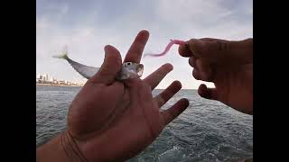 AJING Fishing with Chulures Aji Slider