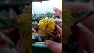 Flower on faucaria tigrina (tiger jaws) plant