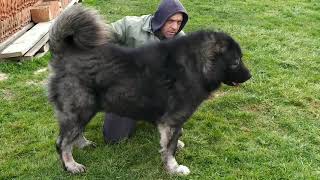 KRON GVR ,caucasian shepherd