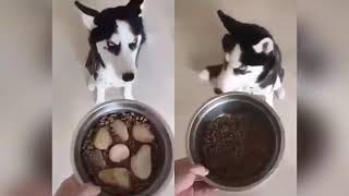 НОВЫЕ смешные ПРИКОЛЫ с животными до слез [ FUNNY PETS ]