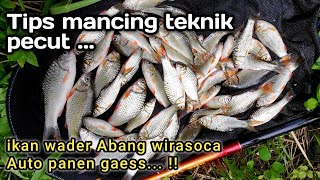 Mancing ikan wader abang/Wirasoca_teknik pecut