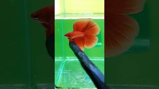 BETTA HALFMOON DOUBLE TAIL SUPER RED #shorts