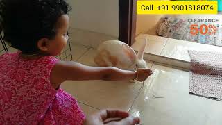 Keep your rabbit indoors | മുയലിനെ വീടിനുള്ളിൽ വളർത്താം