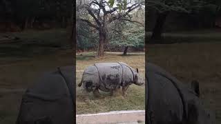 big heavy rhinosorus are  roaming around in the zoo..🦏🦏 #animals #shorts #trending