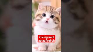 Kucing Imut Astagfirulloh..#kucinglucu #viral #shortsfeed