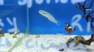 Smaller Marine fish/invertebrates in stock 2013-03-07 (part 2)