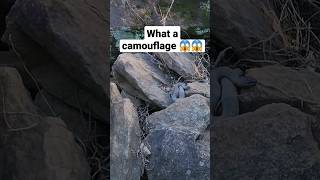 One wrong step in rocks can be lethal #shortvideo #snake #snakevideo #snakes #waterfall #scary