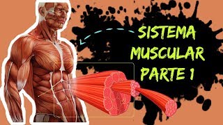 AULA 08:  SISTEMA MUSCULAR - introdução