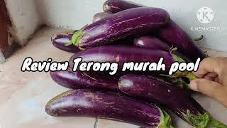 Review harga sayuran TERONG yang harganya lagi anjlok para petani menjerit merasa merugi