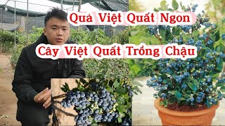 Cây Việt Quất Giống Trồng Chậu Có Dễ Trồng