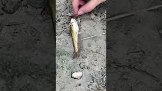 Fishing #funny #trending #shorts #fishing #outdoors #river