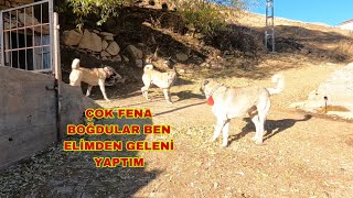 FAÇAYLA AZAT KÖPEĞİ HAŞLADILAR BU ADALETSİZLİK YETER! SABRIM TAŞTI! PATLAMA NOKTASINA GELDİM!!