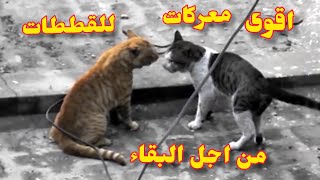 معركة من اجل البقاء قطاد الشوارع بدون استسلام Battle for survival of street cats