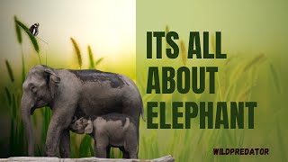 Its All About Elephant #wildpredator #elephant #btr #wildanimals #wildlifesounds #nature #wildlife