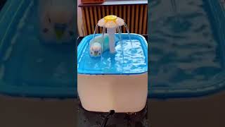 Budgie Bath Time: The Cutest Splash You'll Ever See! #birds #viral #parakeet #parrot #shorts