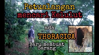 Petualangan mencari Kelulut di Alam | Thoracica pecah Koloni | Stingless Bee