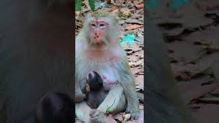 Ep268. Cute Monkey Goes Bananas in Adorable Viral Video!