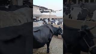 Ameer Cattle Farm🐄🐄🐮🐮🐂🐂