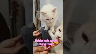 Cara melatih kucing agar mau kerja #shorts #catlover