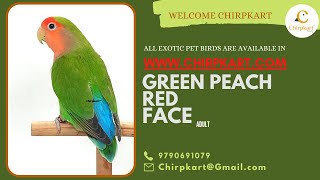 GREEN PEACH ADULT || AFRICAN LOVE BIRDS || LOVE BIRDS || ADULT || CHIRPKART || COIMBATORE