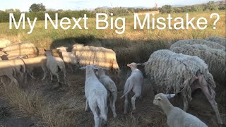 Lambs and moms on the back 80 … here’s hoping they don’t become eagle food! Vlog 603