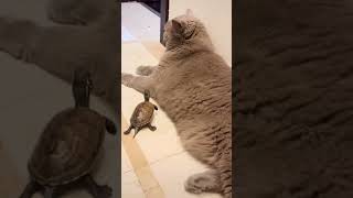 tiny turtle follows cat on a skateboard #shorts