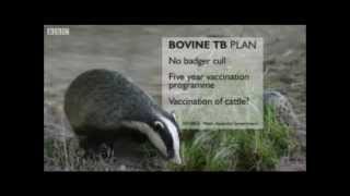 Badger Vaccination in Wales after Cull Rejected   2012