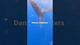 Swimming whit Whale Sharks #short #whaleshark #shortsvideo #subscribe #islamujeres