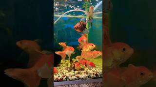 Beautiful Gold Fish Aquarium #goldfish #aquarium #aquariumfish #fish #roys_home #shorts #1million