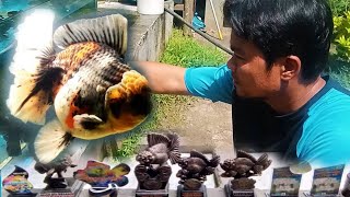 Fishing Vibe GO Champion National TGF Goldfish Farm 💪 | KEEPERS VLOG | Vlog # 8