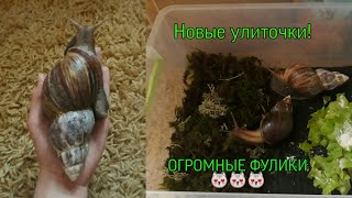 Мои новые улитки! Фулики!? Беременная улитка! Переселение уль)