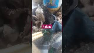 Probinsya Recipe Paklay #shortvideo #cookingrecipes #trending