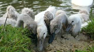 De kleintjes hadden honger