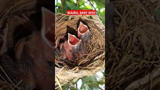 baby bird red whiskered bulbul #cute  #adorable #babybird #shorts