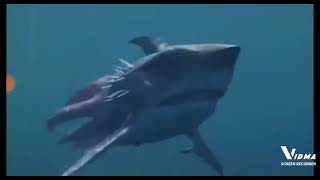 SharkTopus Music Video