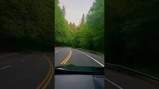 Driving through forest