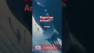 Biggest sea Animal? Blue Whale!!!