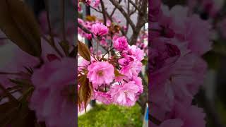 Cherry Blossom #love #travel #shortvideo #nature #shorts #short