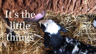 Lambing diaries: Sometimes it’s the little wins vlog 570 #lambs #sheep