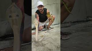 ये खिला दो Snake Bite इंसान को ठीक हो जाएगा ? #snake #shorts