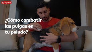 ¿Cómo combatir las pulgas en tu mascota?