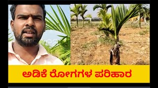 ಅಡಿಕೆ ರೋಗಗಳ ಪರಿಹಾರ ARECANUT DISEASES 100% SUCCESS 100% ಸಾವಯವ ಕೃಷಿ Organic farming