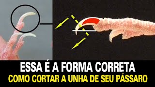 Como cortar a unha do seu pássaro de forma correta