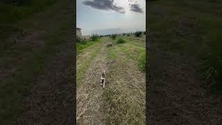 #dog #gakh #azerbaijantourism #azerbaijan #farming #farming #animals