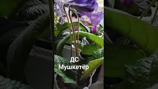 ДС Мушкетёр